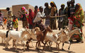 Agriculture support ‘critical’ for Horn of Africa as region braces for another hunger season