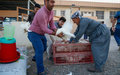 Bees, hens and greenhouses help restore livelihoods in Iraq – UN agriculture agency